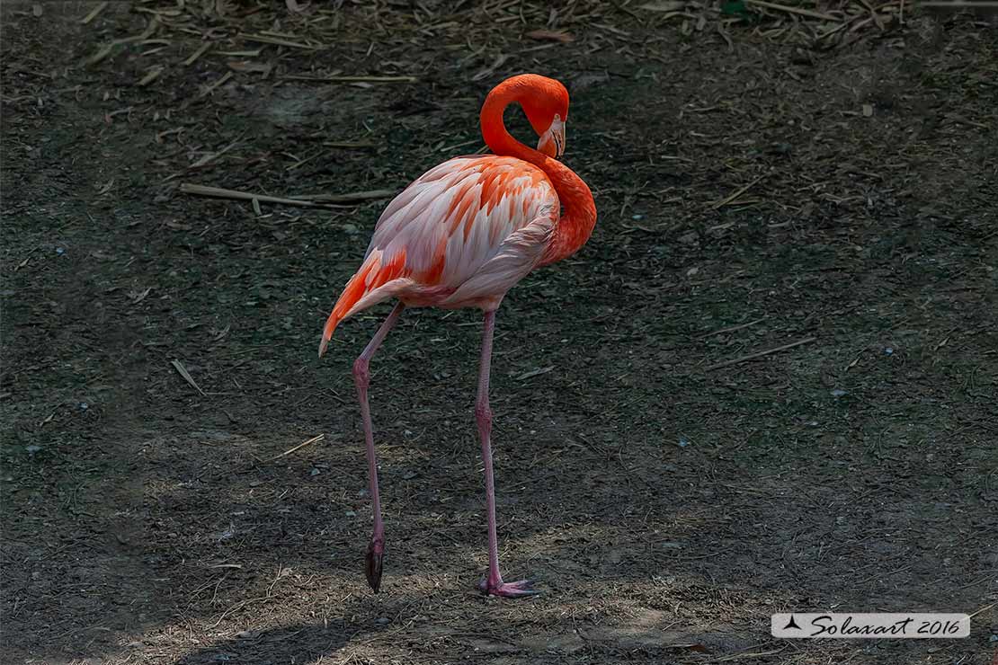 Phoenicopterus ruber: Fenicottero rosso; Caribbean flamingo