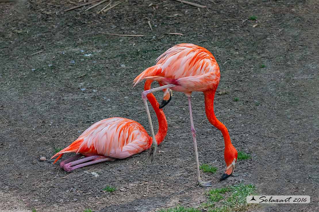 Phoenicopterus ruber: Fenicottero rosso; Caribbean flamingo