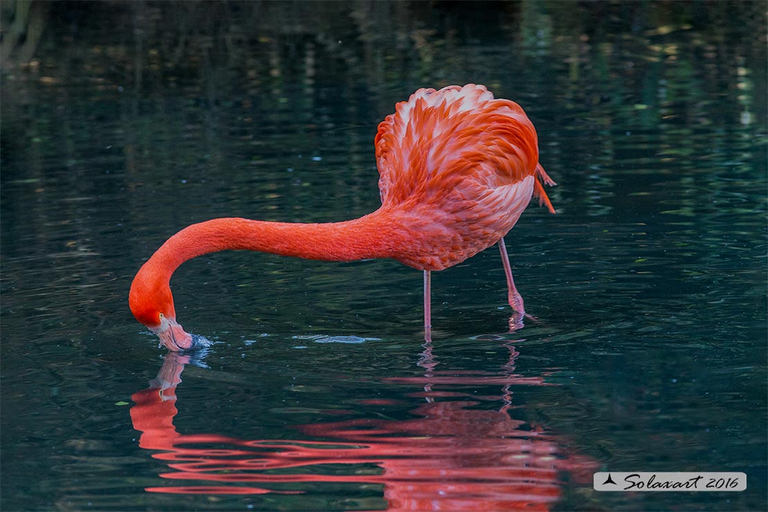 Phoenicopterus ruber: Fenicottero rosso; Caribbean flamingo