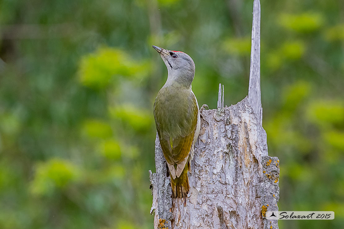 Picus canus :  Picchio cenerino;  Grey-headed Woodpecker