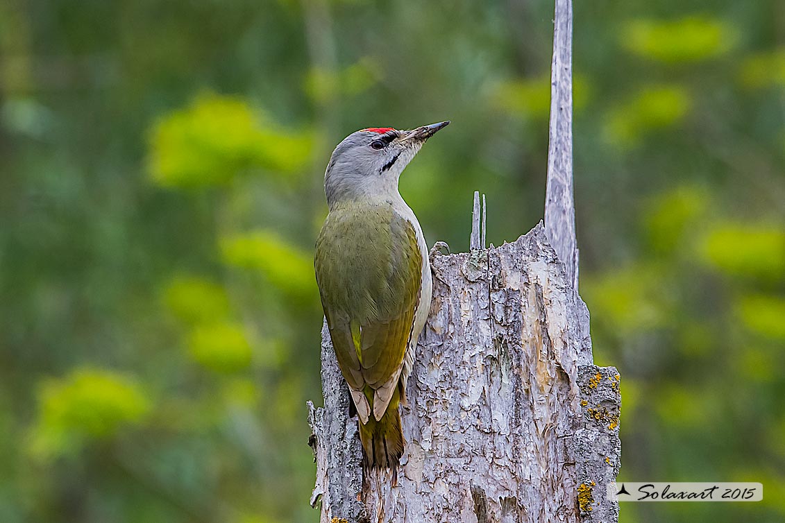 Picus canus :  Picchio cenerino;  Grey-headed Woodpecker