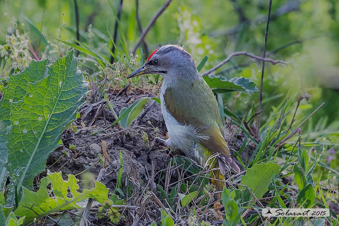 Picus canus :  Picchio cenerino;  Grey-headed Woodpecker