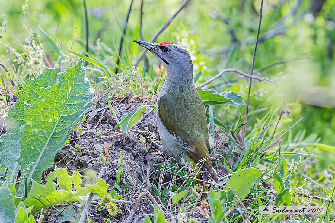 Picus canus :  Picchio cenerino;  Grey-headed Woodpecker