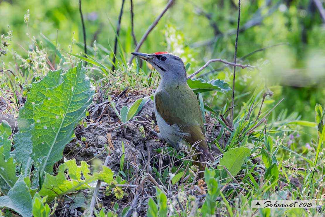 Picus canus: Picchio cenerino; Grey-headed Woodpecker