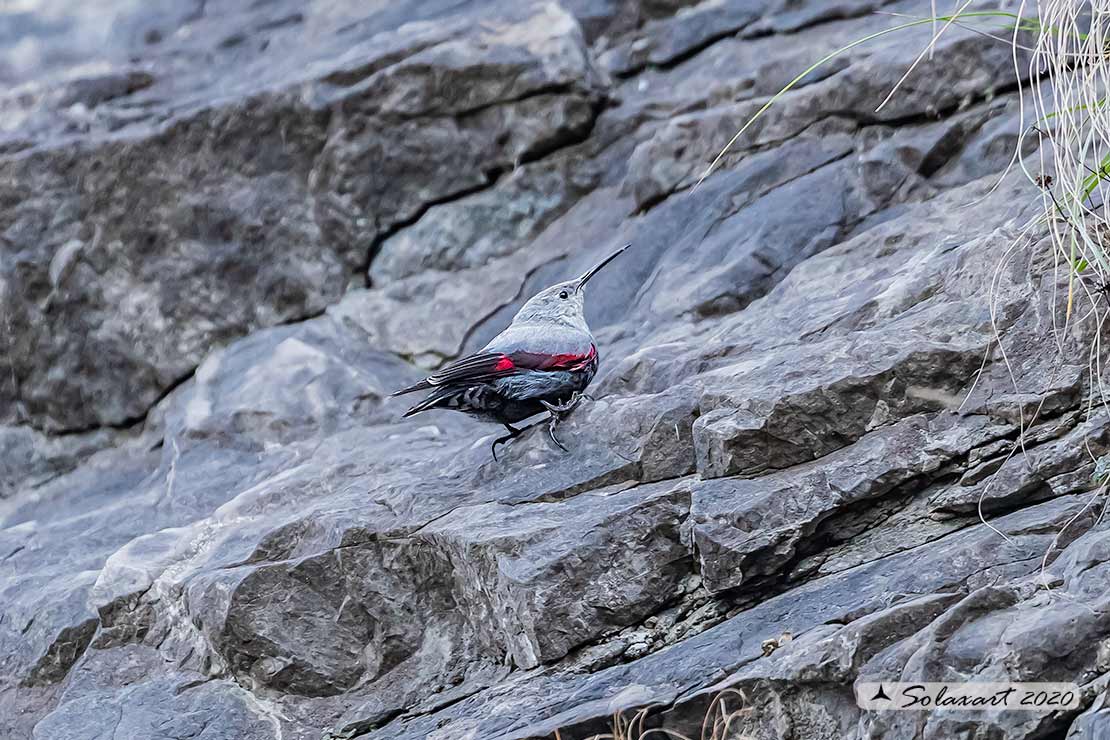 Tichodroma muraria - Picchio muraiolo - Wallcreeper