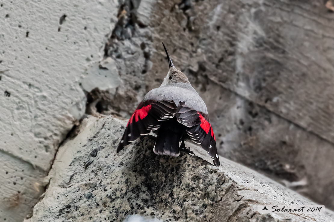 Tichodroma muraria - Picchio muraiolo - Wallcreeper