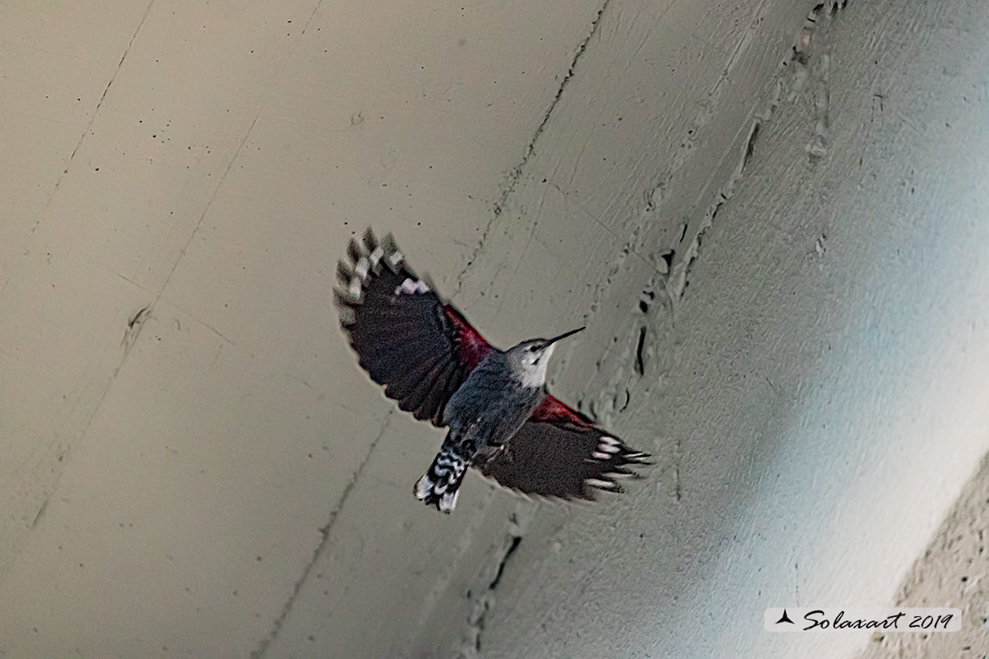 Tichodroma muraria - Picchio muraiolo - Wallcreeper