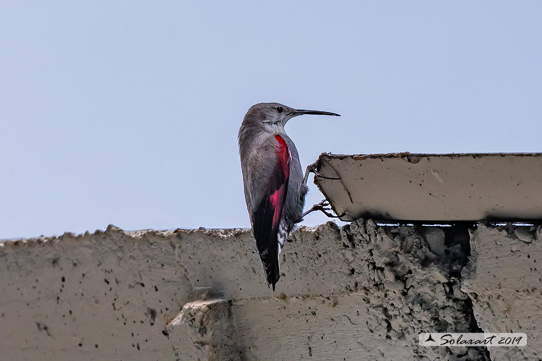 Tichodroma muraria - Picchio muraiolo - Wallcreeper
