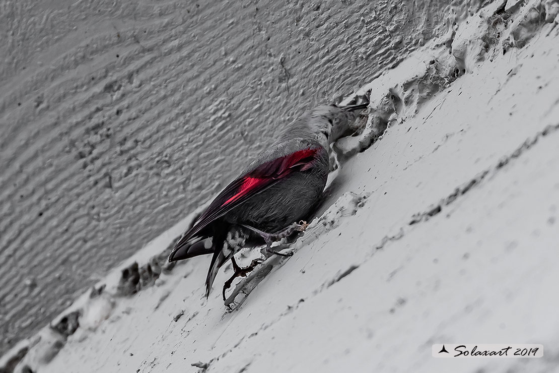 Tichodroma muraria - Picchio muraiolo - Wallcreeper