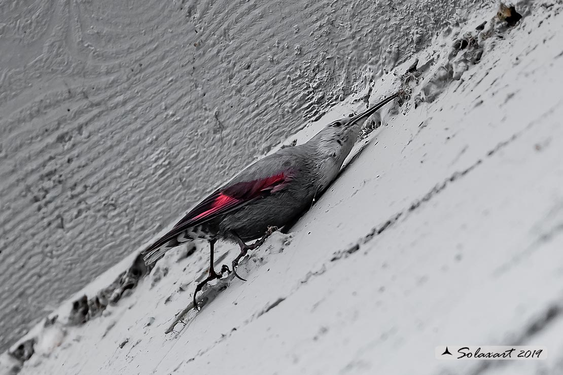 Tichodroma muraria - Picchio muraiolo - Wallcreeper