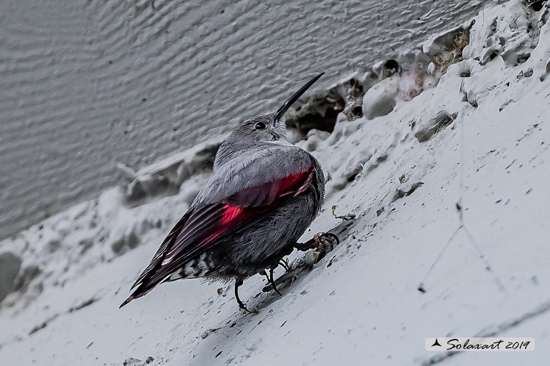 Tichodroma muraria - Picchio muraiolo - Wallcreeper