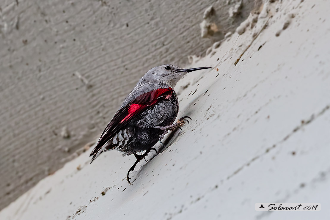Tichodroma muraria - Picchio muraiolo - Wallcreeper