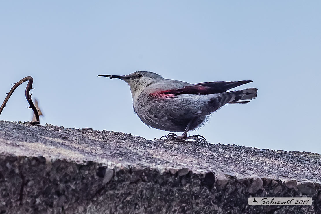 Tichodroma muraria - Picchio muraiolo - Wallcreeper