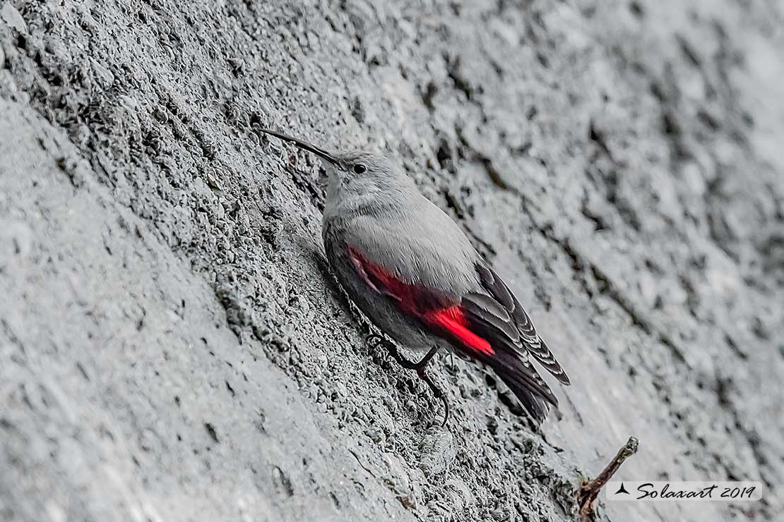 Tichodroma muraria - Picchio muraiolo - Wallcreeper