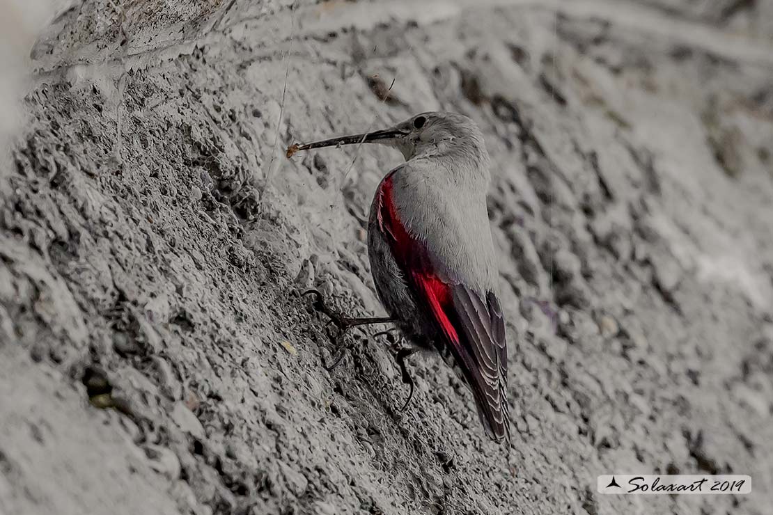 Tichodroma muraria - Picchio muraiolo - Wallcreeper