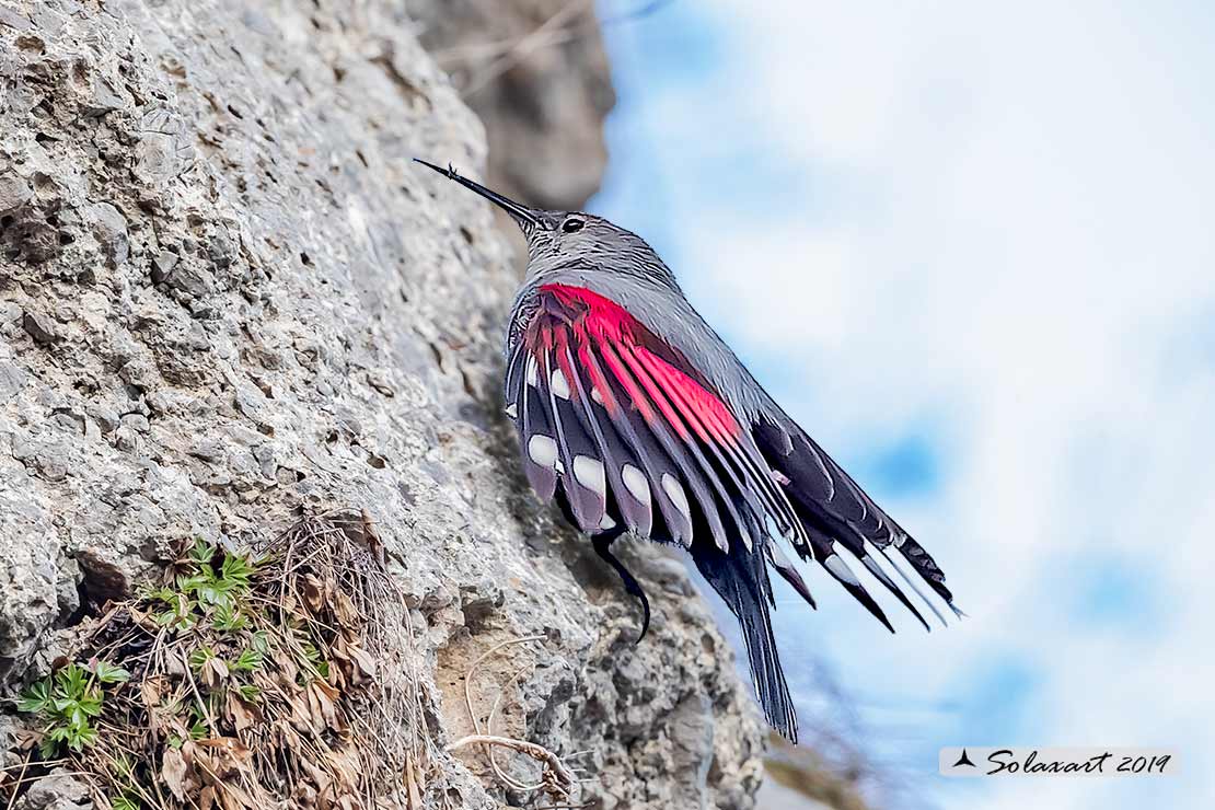 Tichodroma muraria - Picchio muraiolo - Wallcreeper