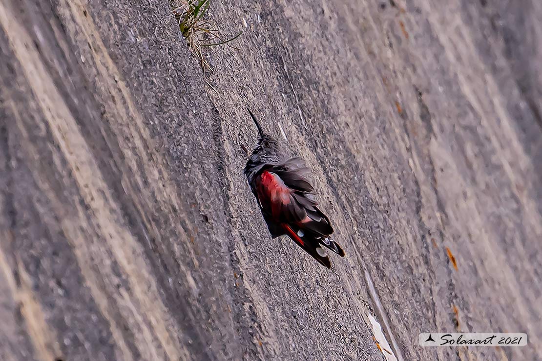 Tichodroma muraria - Picchio muraiolo - Wallcreeper