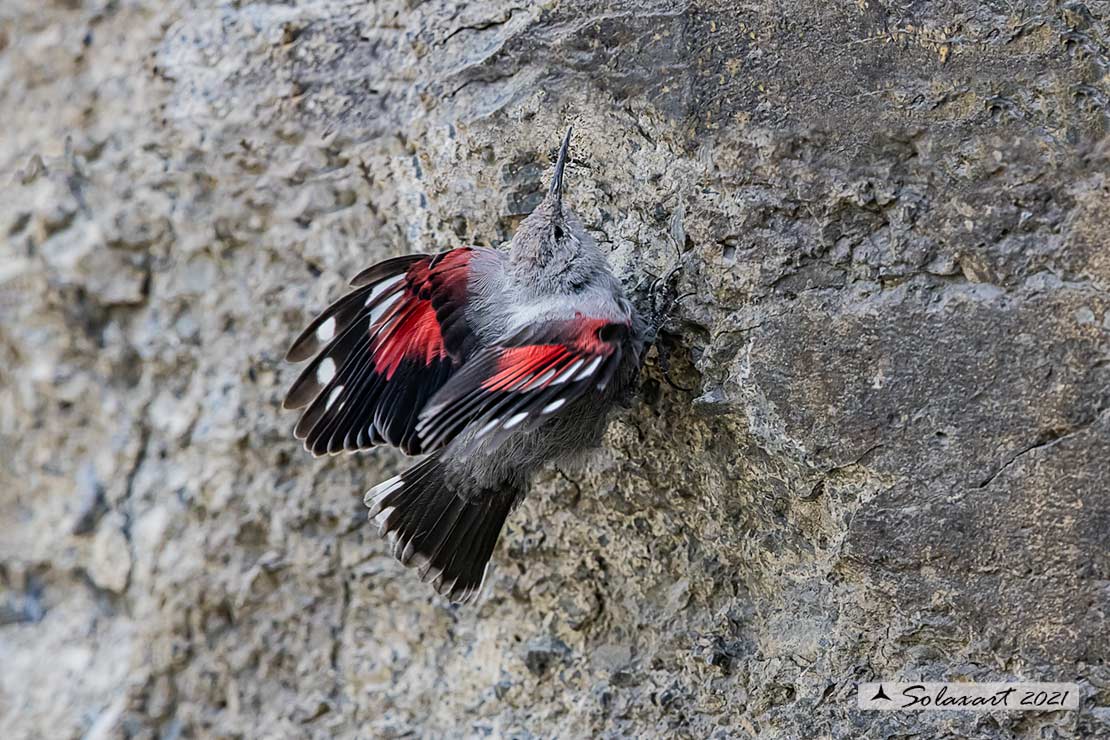 Tichodroma muraria - Picchio muraiolo - Wallcreeper