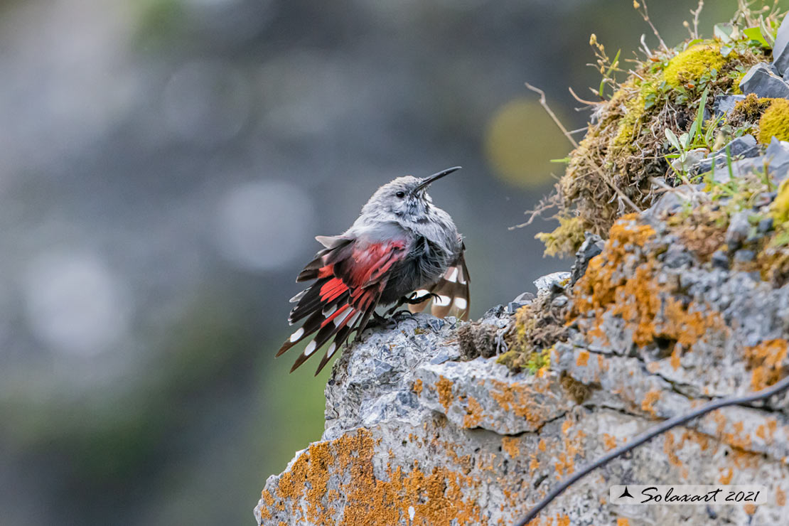 Tichodroma muraria - Picchio muraiolo - Wallcreeper