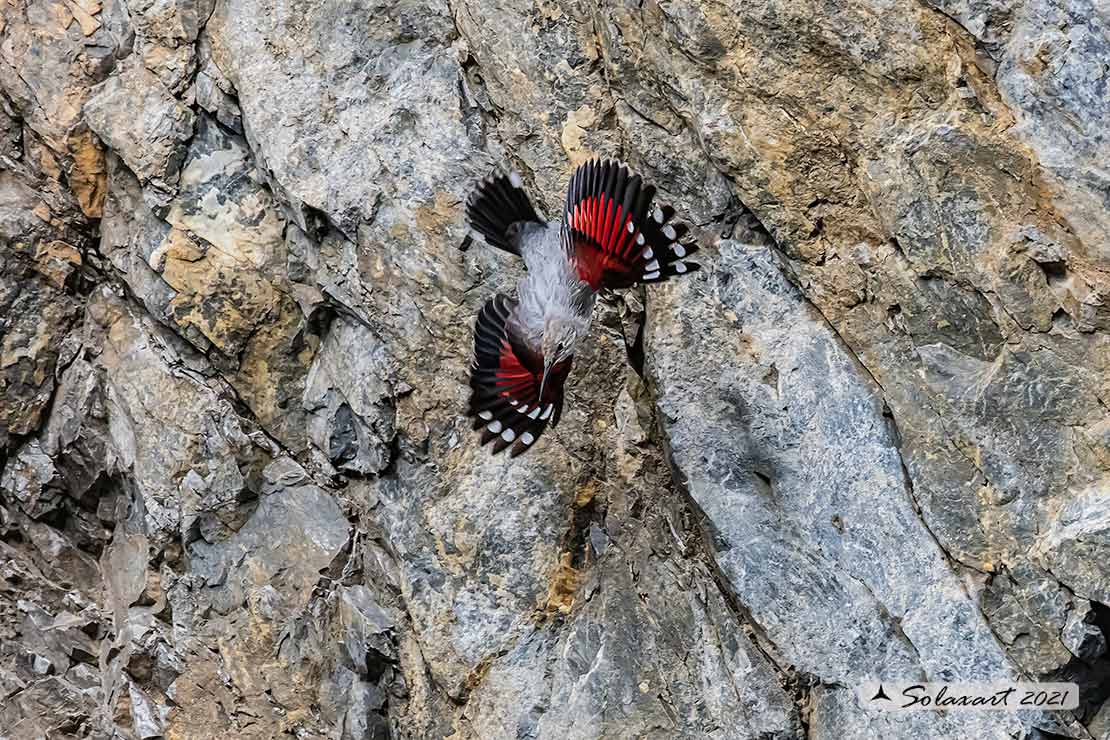 Tichodroma muraria - Picchio muraiolo - Wallcreeper