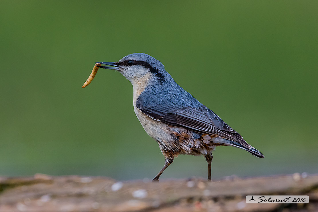 Sitta europaea: Picchio Muratore; Eurasian Nuthatch (variante spagnola)