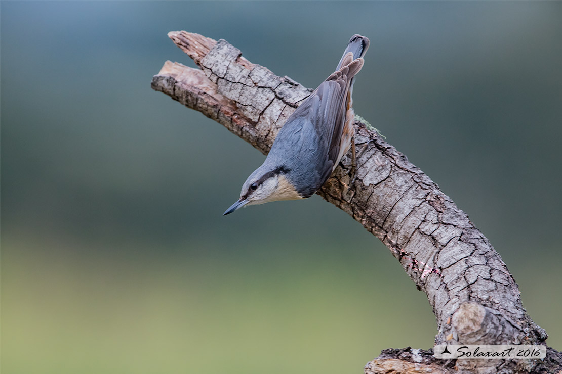 Sitta europaea: Picchio Muratore; Eurasian Nuthatch (variante spagnola)