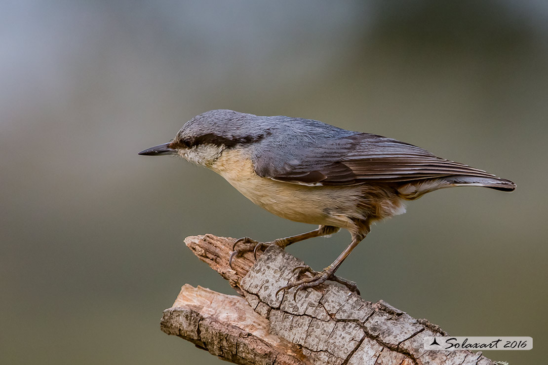 Sitta europaea: Picchio Muratore; Eurasian Nuthatch (variante spagnola)