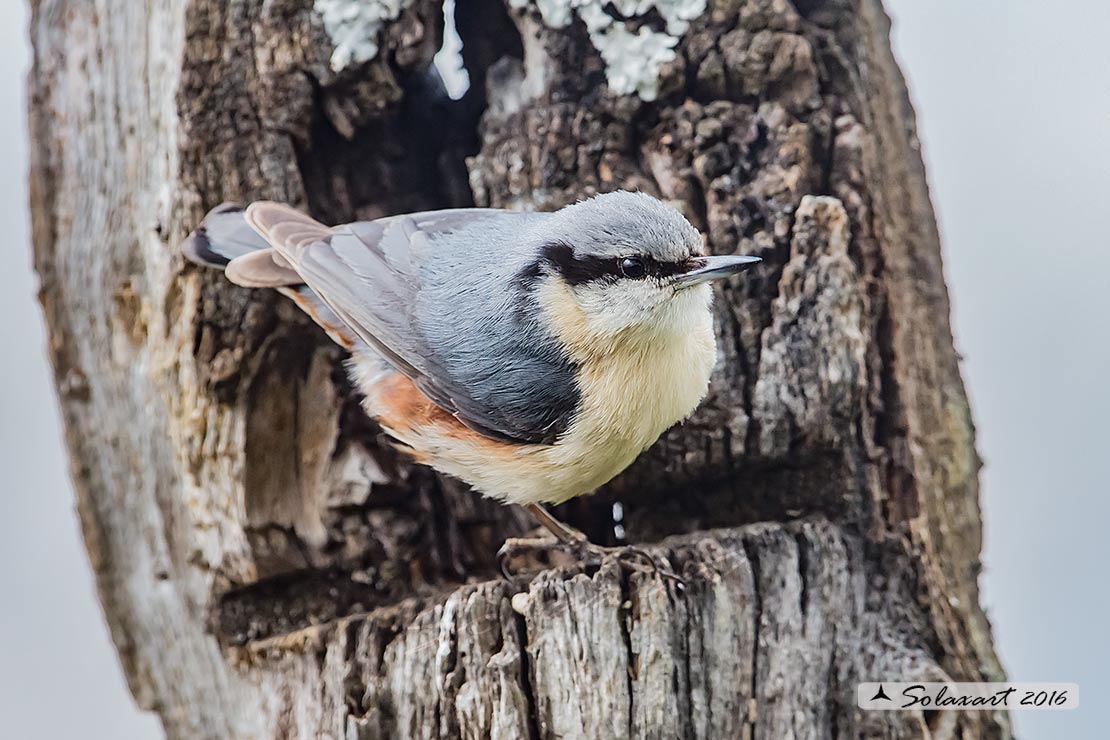 Sitta europaea: Picchio Muratore; Eurasian Nuthatch (variante spagnola)