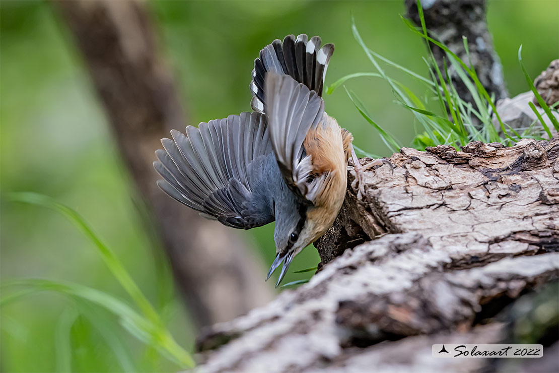 Sitta europaea: Picchio Muratore; Eurasian Nuthatch