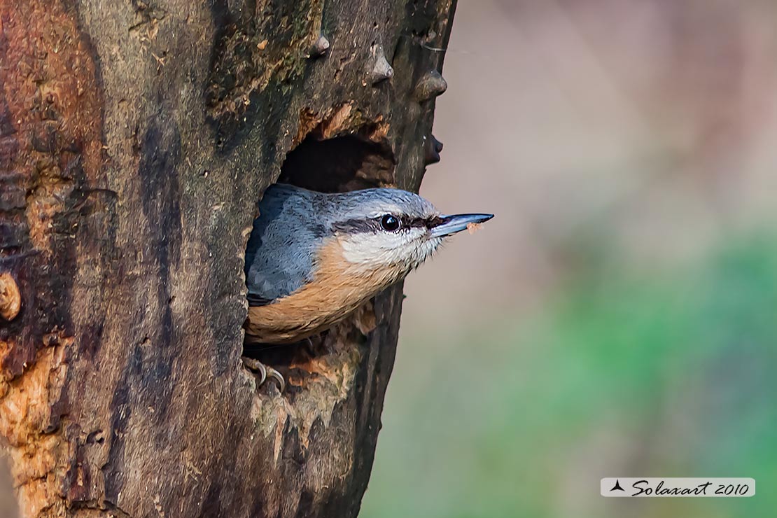 Sitta europaea: Picchio Muratore; Eurasian Nuthatch