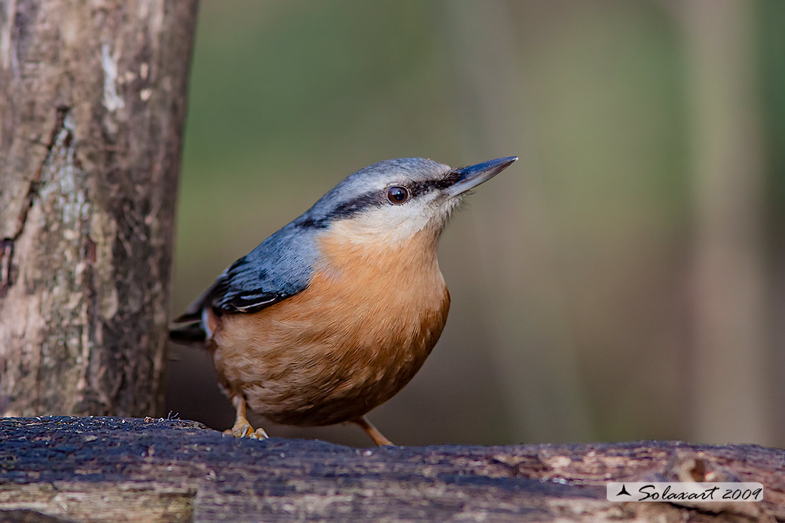 Sitta europaea: Picchio Muratore; Eurasian Nuthatch