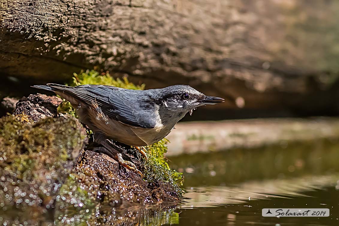 Sitta europaea: Picchio Muratore; Eurasian Nuthatch