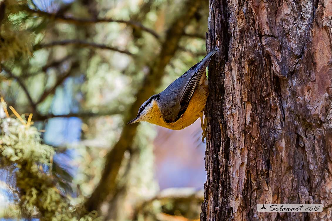 Sitta europaea: Picchio Muratore; Eurasian Nuthatch