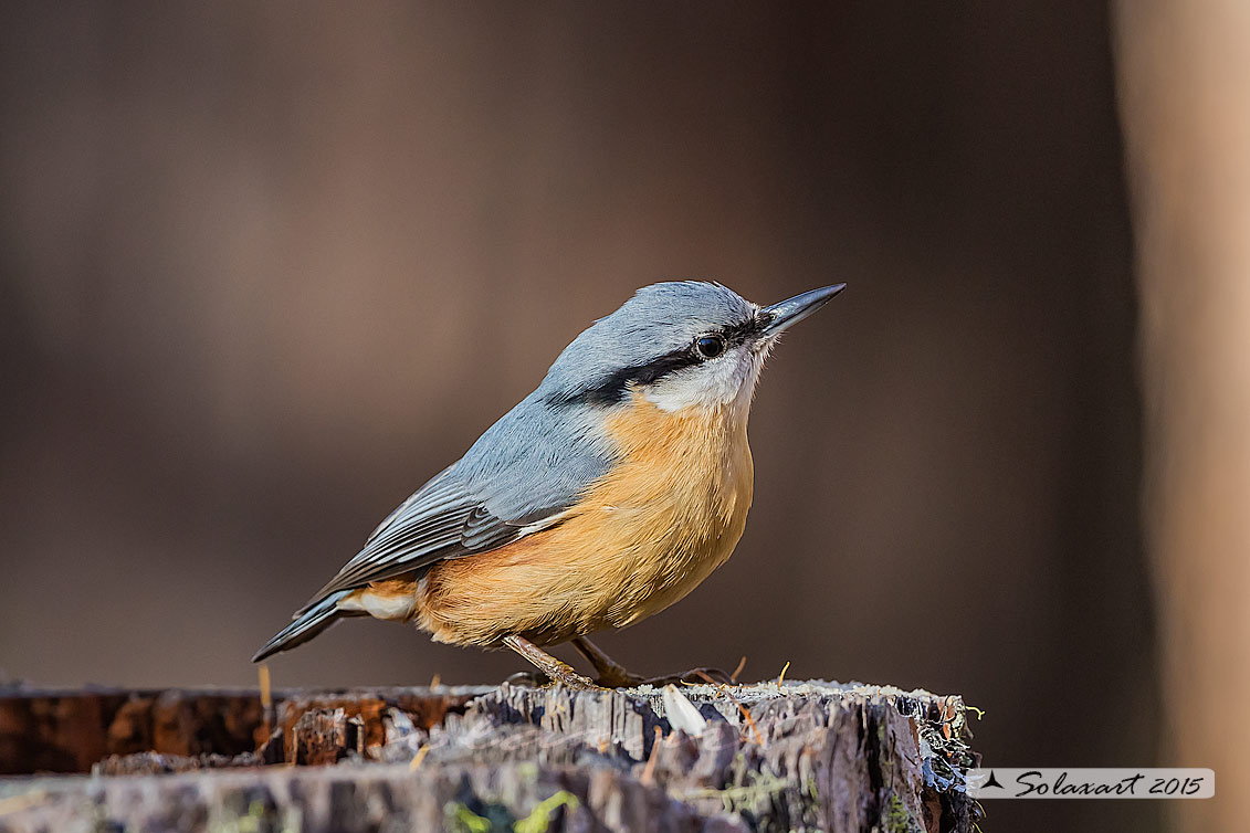 Sitta europaea: Picchio Muratore; Eurasian Nuthatch