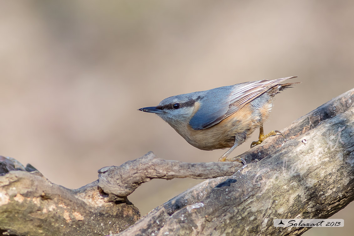 Sitta europaea: Picchio Muratore; Eurasian Nuthatch