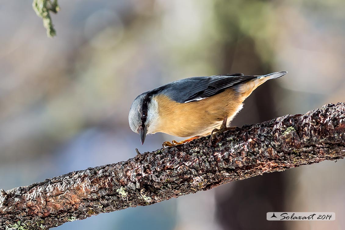 Sitta europaea: Picchio Muratore; Eurasian Nuthatch