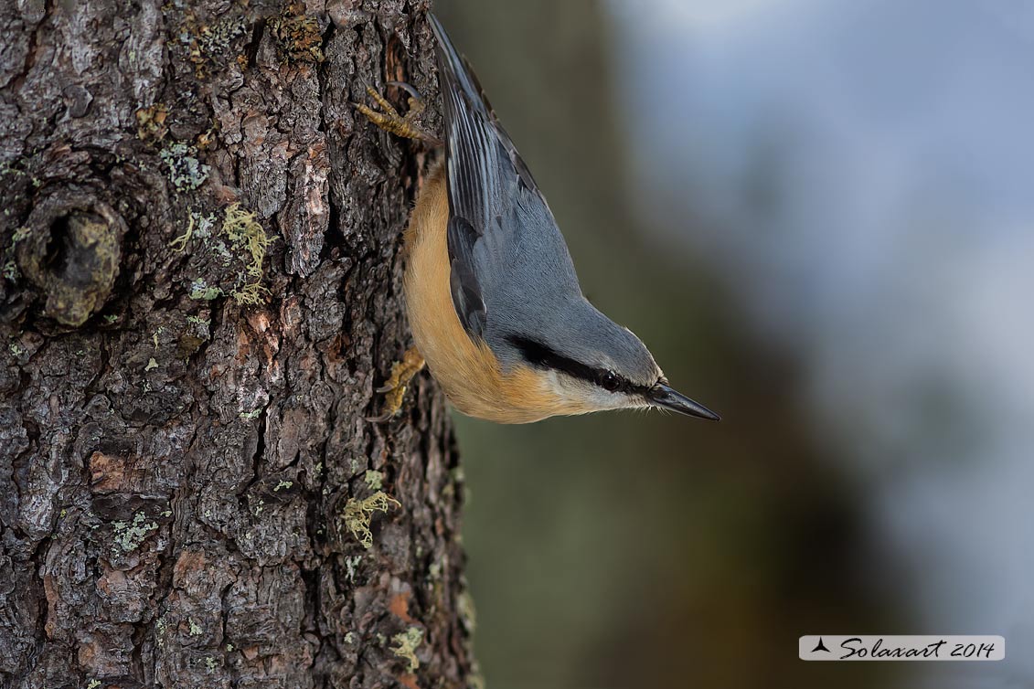 Sitta europaea: Picchio Muratore; Eurasian Nuthatch