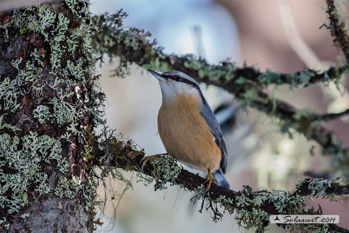 Sitta europaea: Picchio Muratore; Eurasian Nuthatch