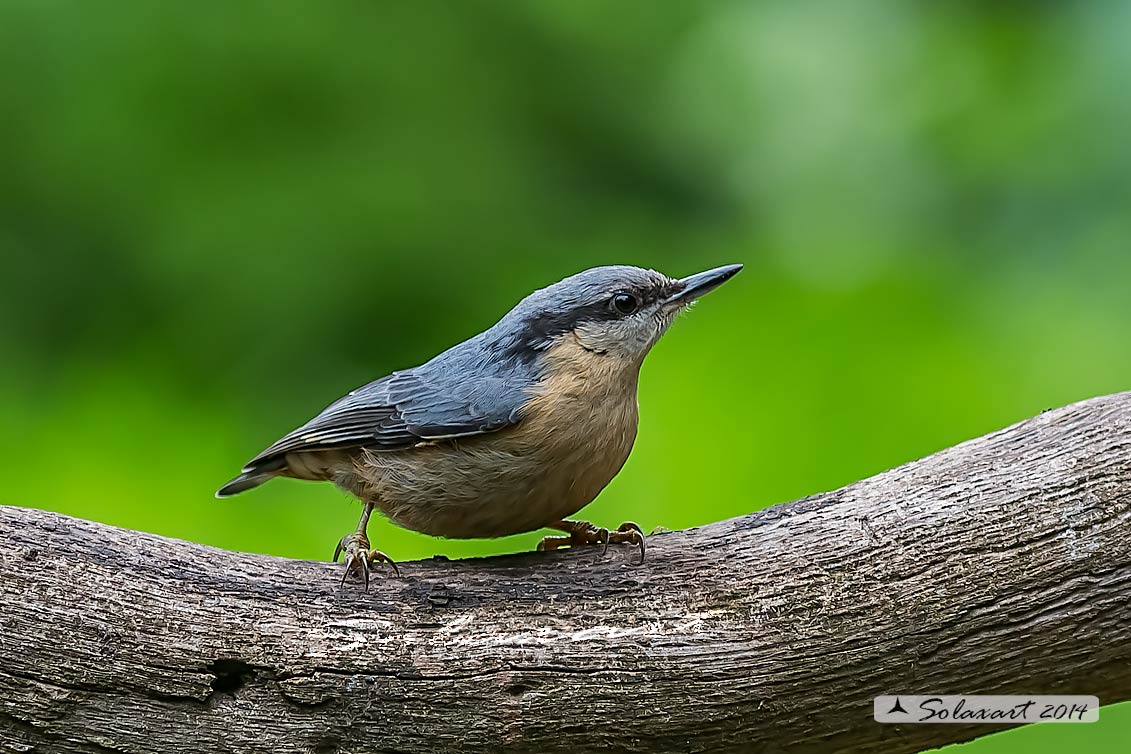 Sitta europaea: Picchio Muratore; Eurasian Nuthatch