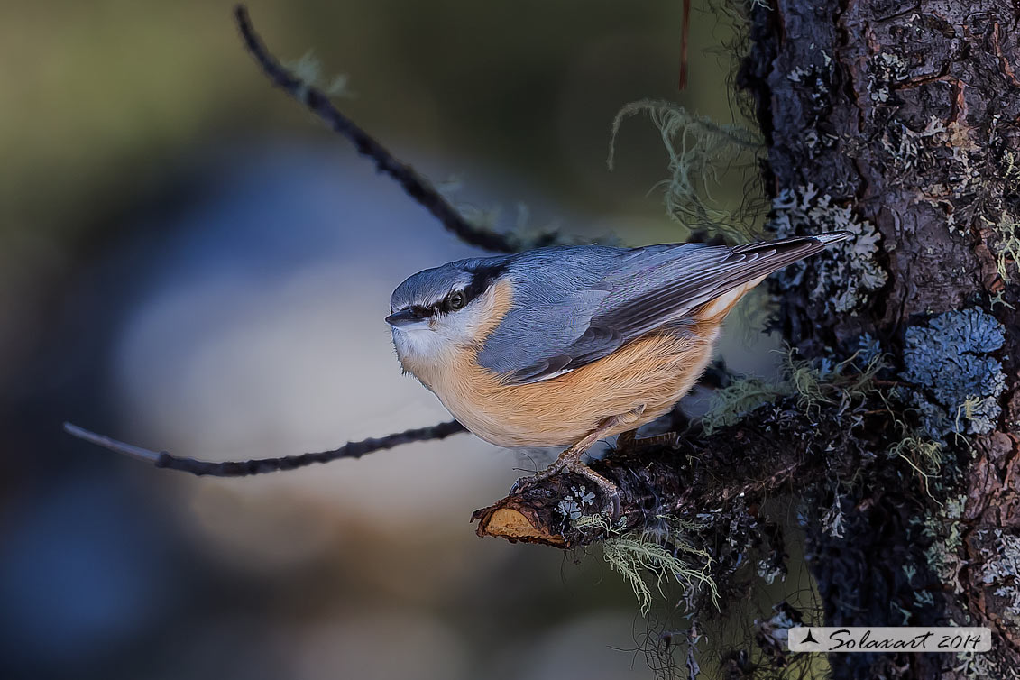 Sitta europaea: Picchio Muratore; Eurasian Nuthatch