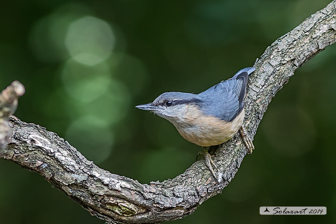 Sitta europaea: Picchio Muratore; Eurasian Nuthatch