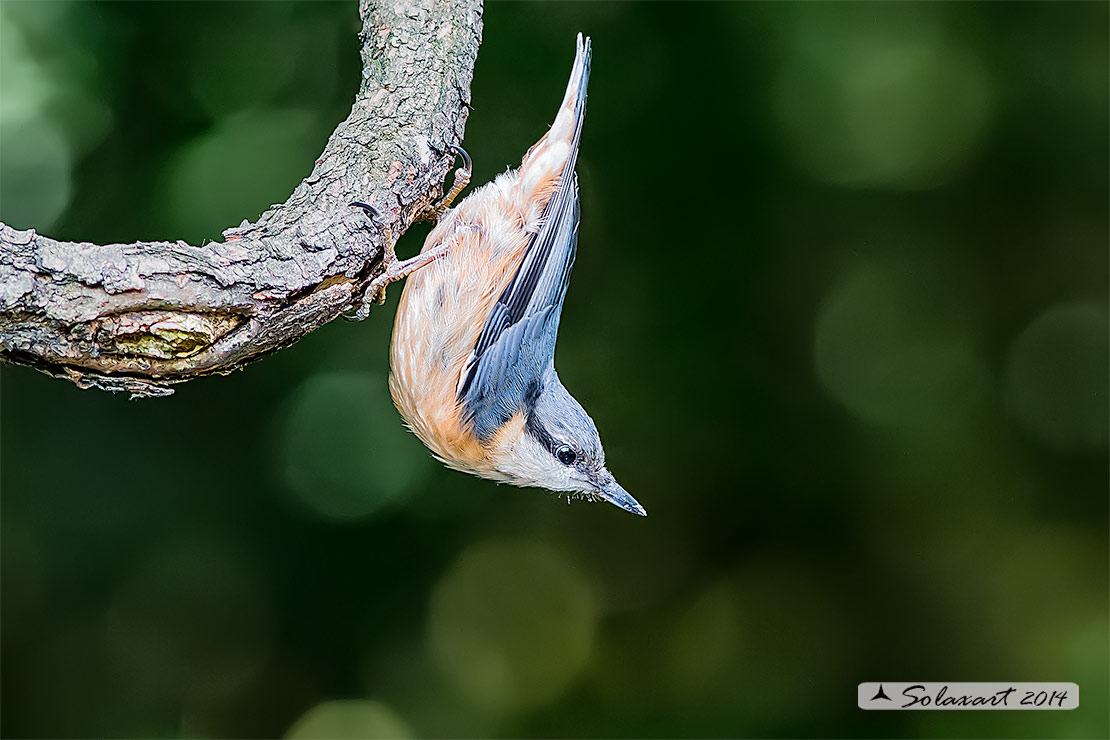 Sitta europaea: Picchio Muratore; Eurasian Nuthatch