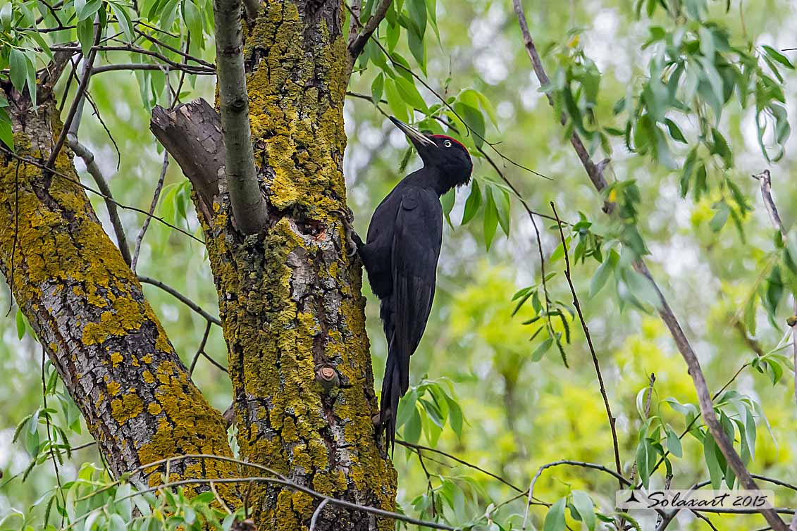 Dryocopus martius  -  Picchio nero  -  Black Woodpecker