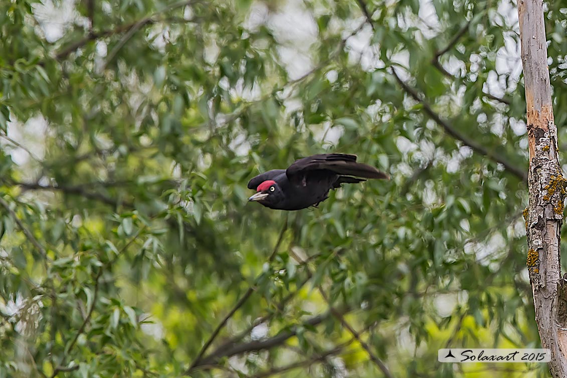 Dryocopus martius  -  Picchio nero  -  Black Woodpecker