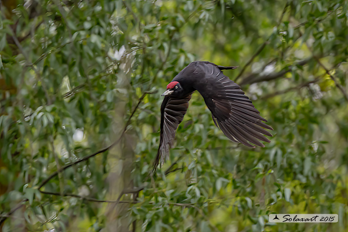 Dryocopus martius  -  Picchio nero  -  Black Woodpecker