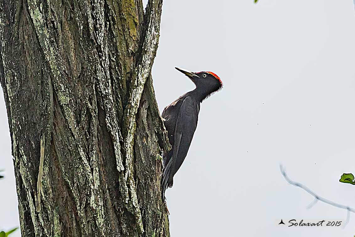 Dryocopus martius:  Picchio nero (maschio);  Black Woodpecker  (male)
