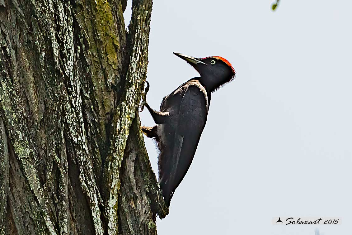 Dryocopus martius:  Picchio nero (maschio);  Black Woodpecker  (male)