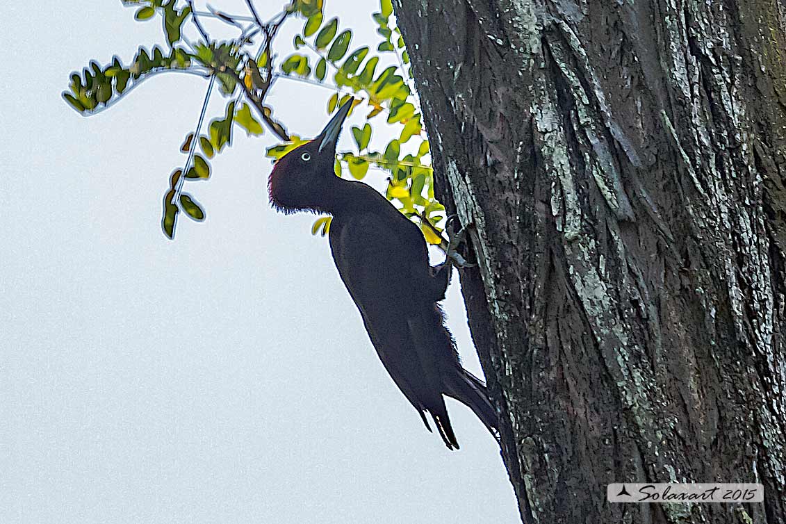 Dryocopus martius:  Picchio nero (maschio);  Black Woodpecker  (male)