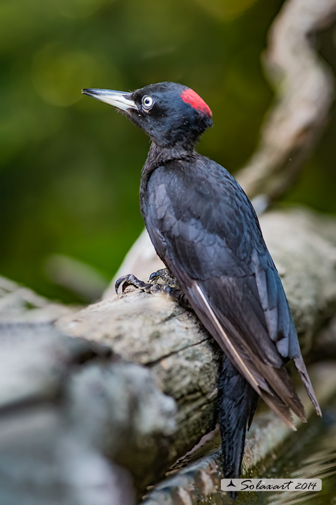 Dryocopus martius:  Picchio nero (femmina);  Black Woodpecker  (female)