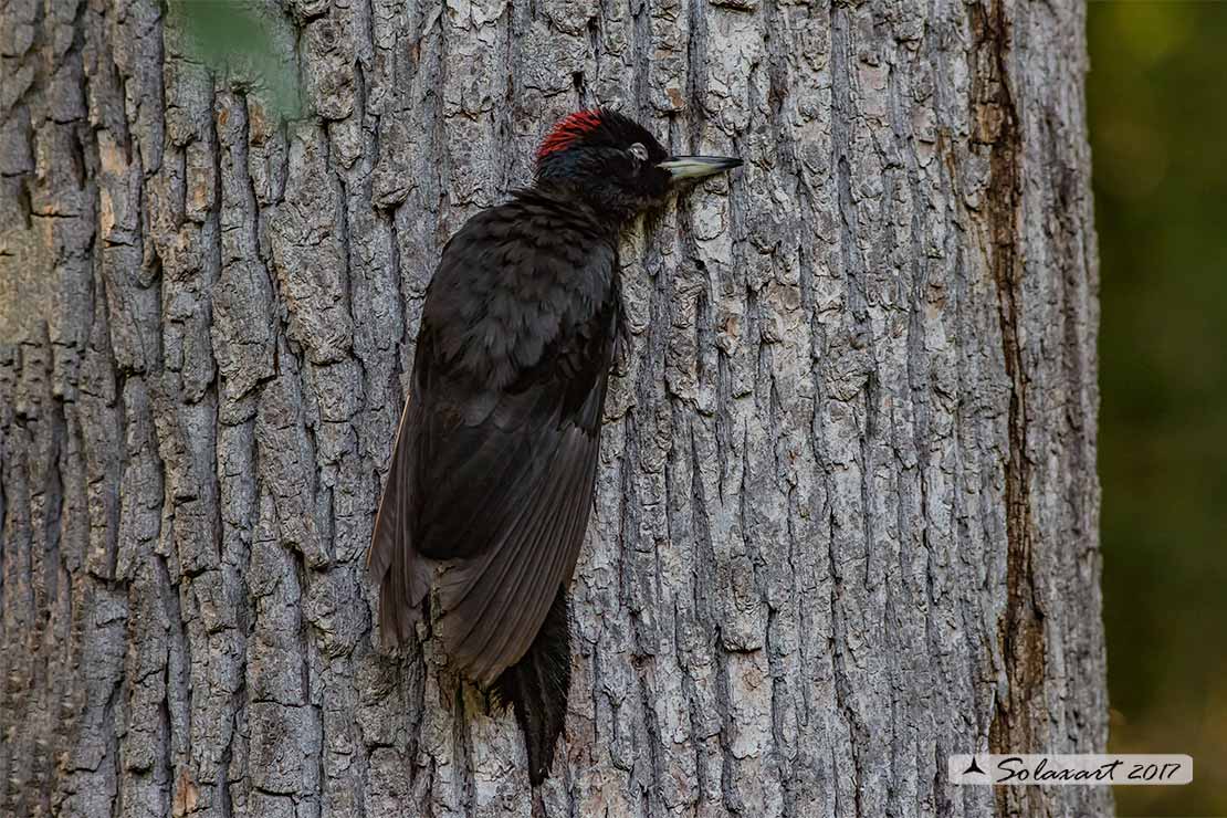 Dryocopus martius:  Picchio nero (femmina);  Black Woodpecker  (female)